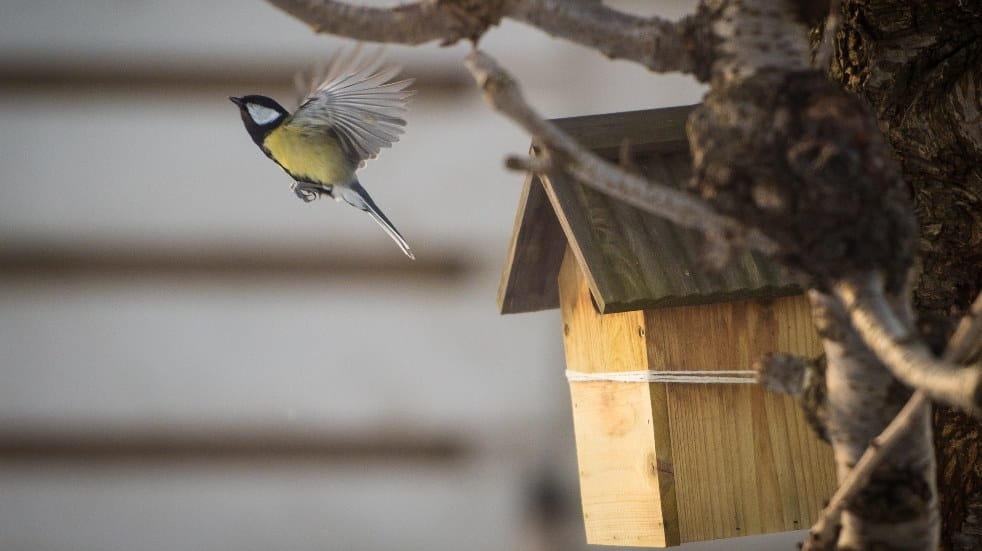 bird leaving bird box